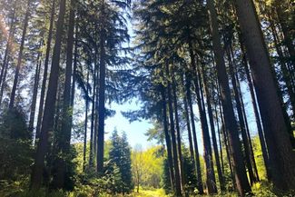 Walking through a Pine forest on the Black Pool Loop