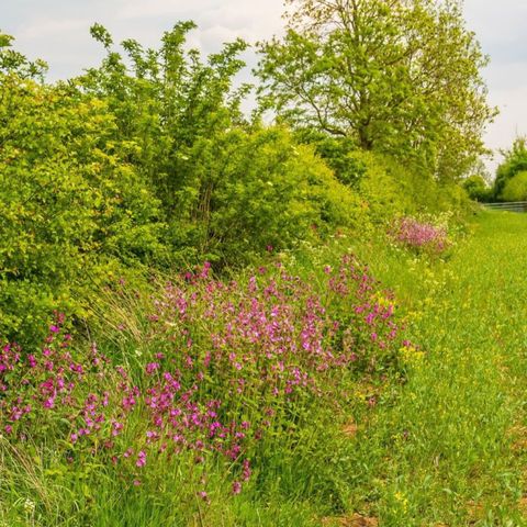 The Globe at Hay: Hedgerow Medicine