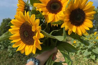 Holding a bunch of sunflowers