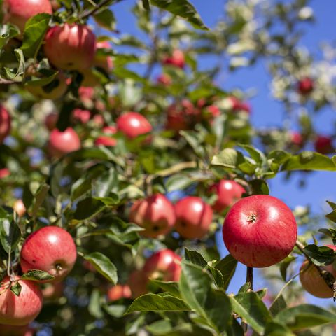 Apples