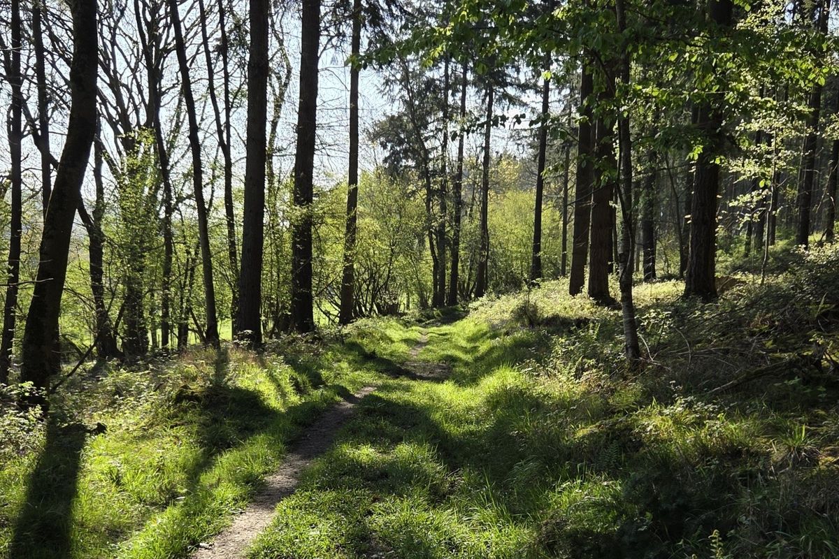 Woodland paths
