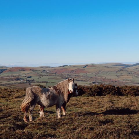 Ponies at Hergest Ridge