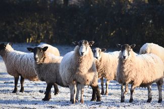 Tedstone Log Cabins Winter Sheep Scene