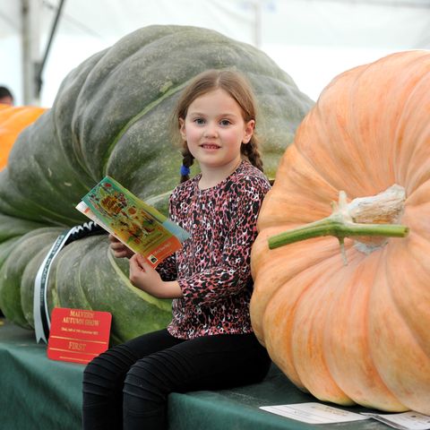Girl sat in between two giant pumpkins
