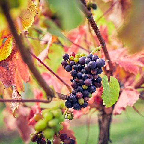 frome valley vineyard