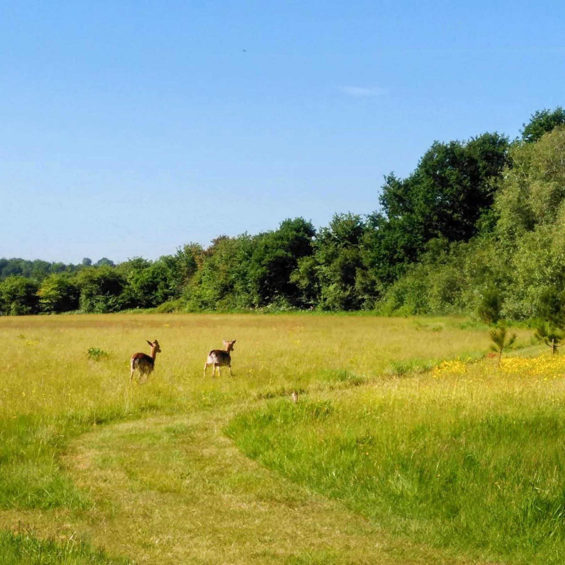 Red deer visiting the nature trail on park
