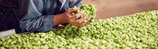 taking in the scent of hops