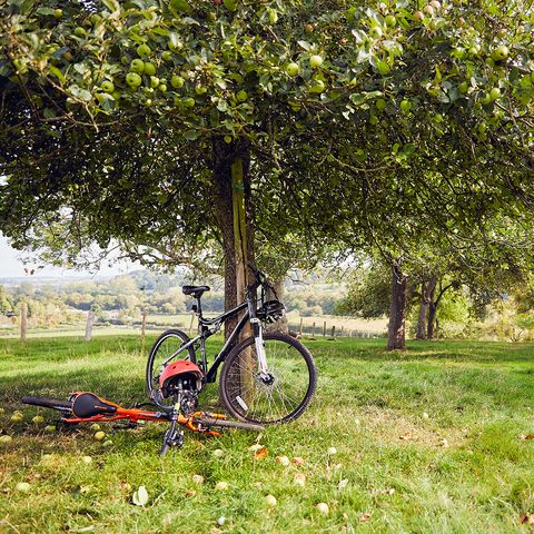 Bicycle propped against apple tree in an orchard