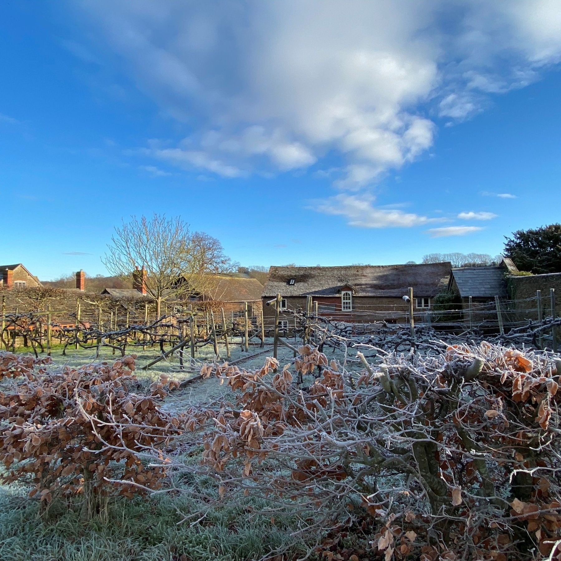 Winter in the vineyard