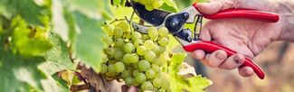 grapes on a vine being cut by hand