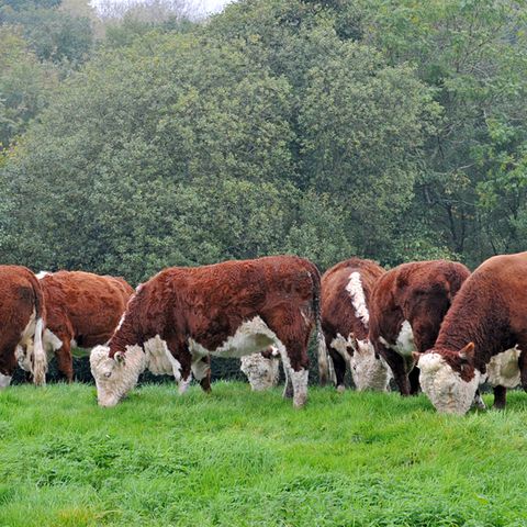 Herefords