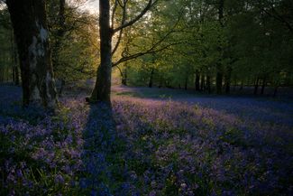 bluebells