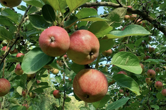 apples westons