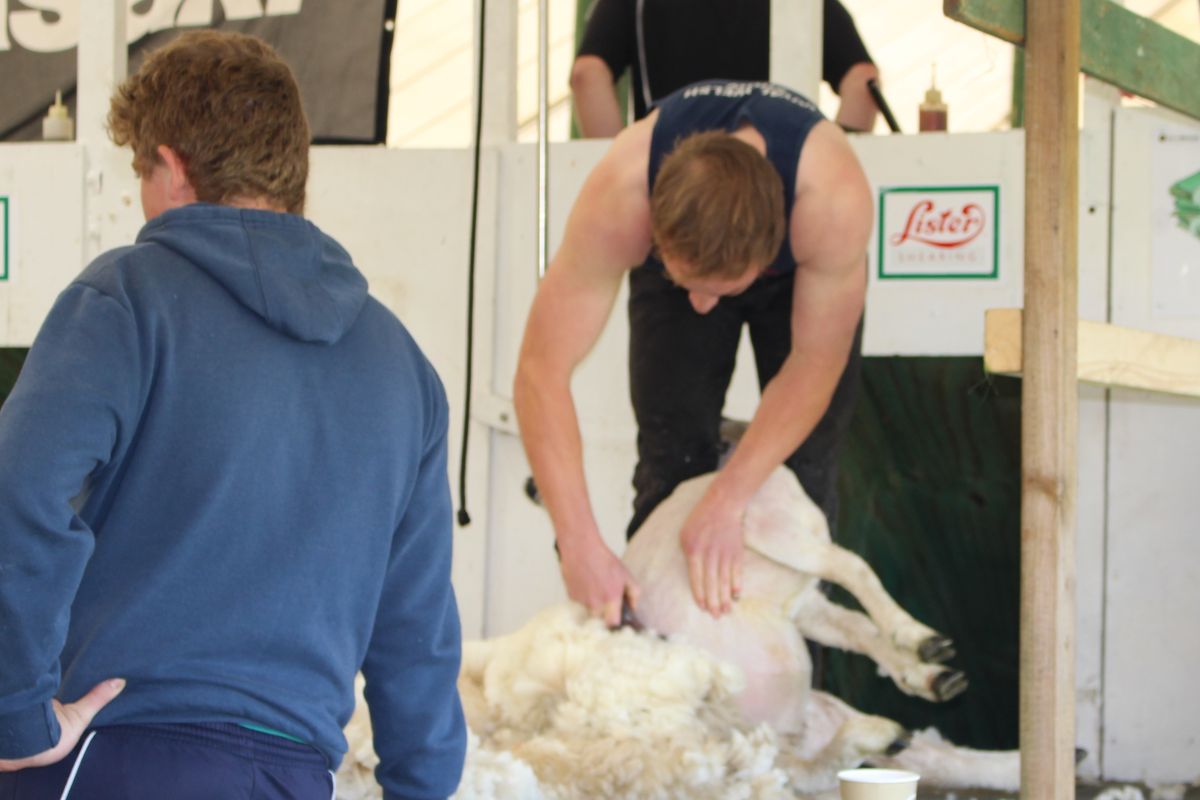 Shearing 2019