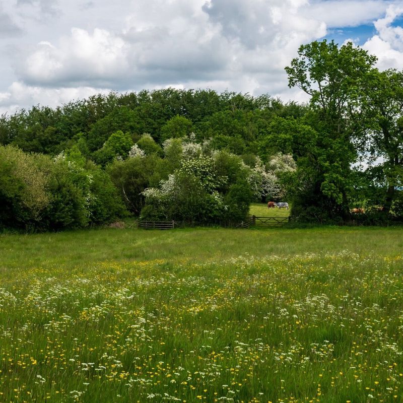 Birches Farm Nature Reserve, Herefordshire Wildlife Trust
