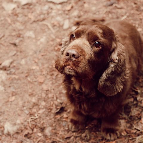 herefordshire hound