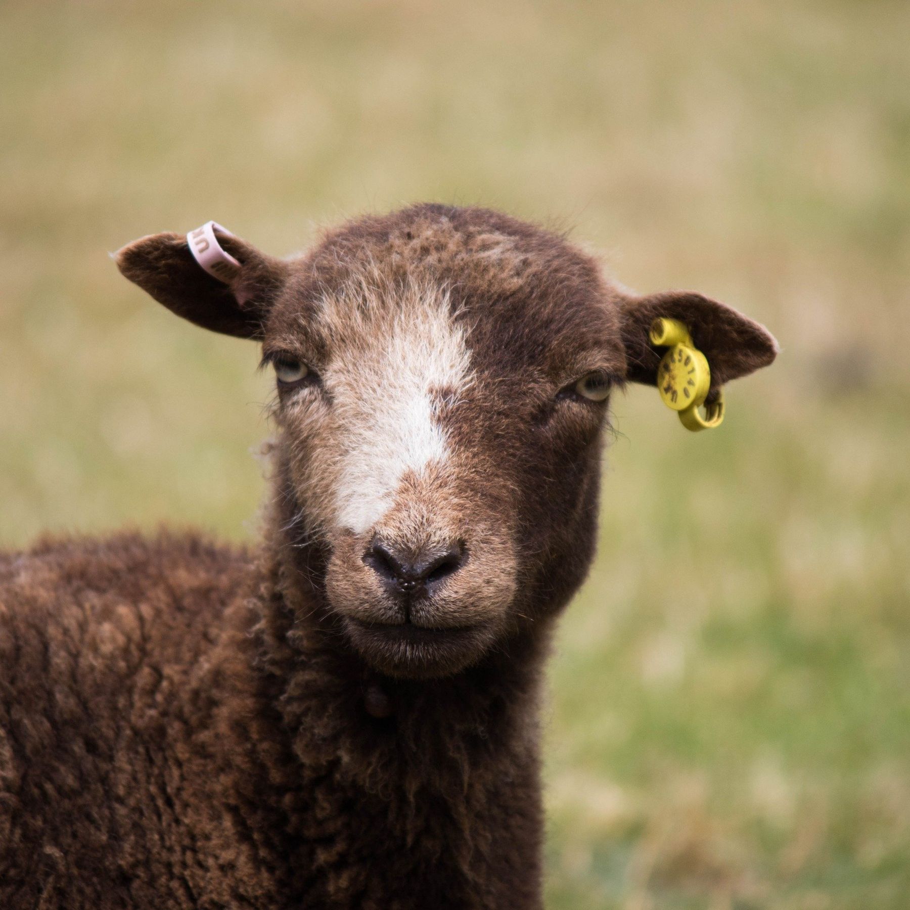Cherry the Ouessant Sheep
