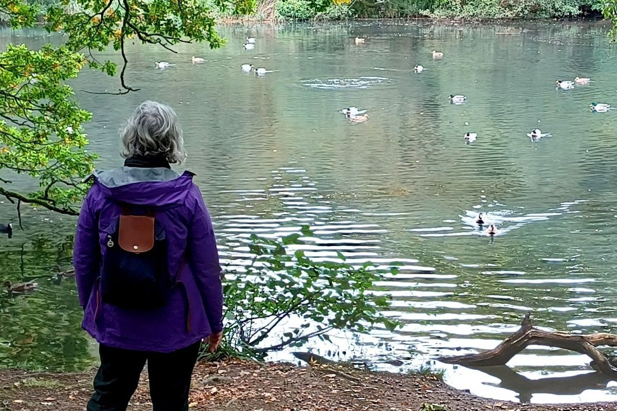 Ross Walking Festival