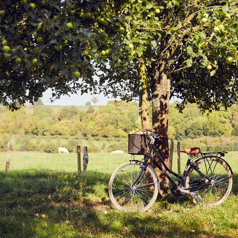 bike leaning against apple tree
