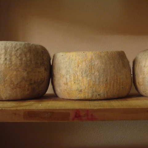 Aging cheese on a shelf