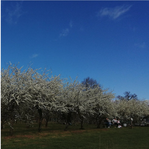 Picnic under the apple blossom 