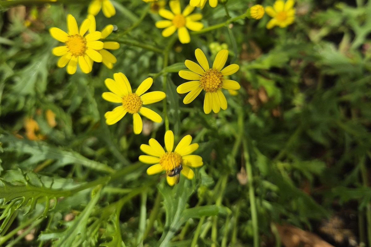 Herbal Charm Crafting