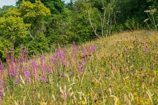 Herefordshire Wildlife Trust - Common Hill Nature Reserve