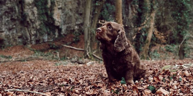 bring your pooch