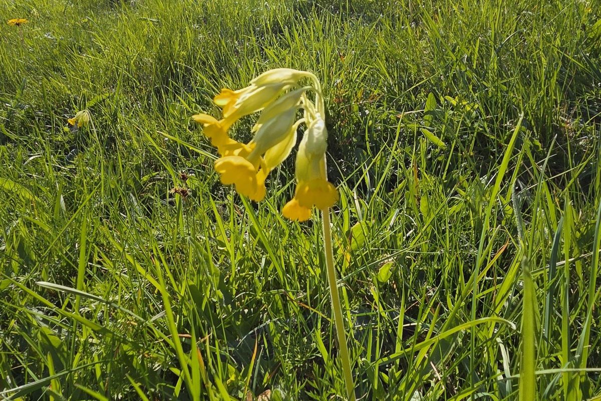 Two nature reserves along the route are home to many species of wildflower