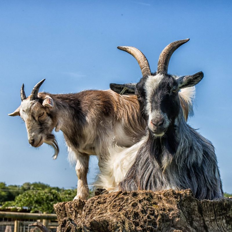 Small Breeds Farm Park