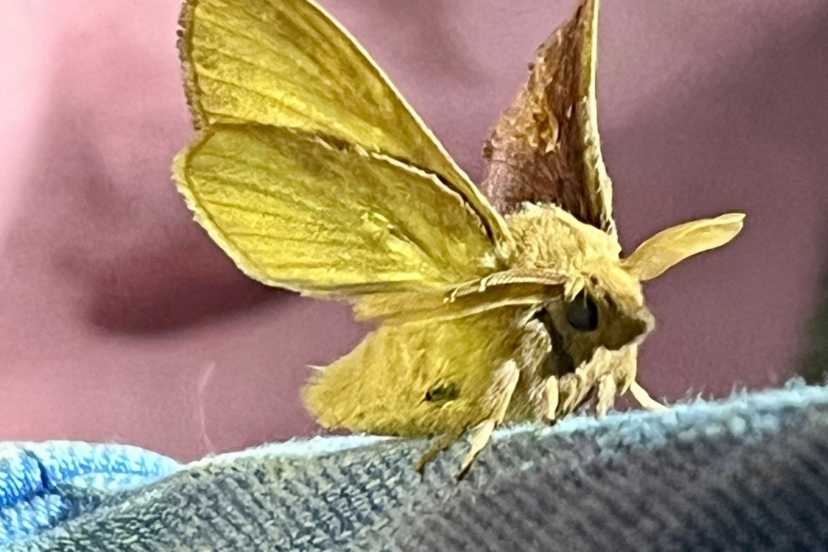Moth spotting workshops in the orchard