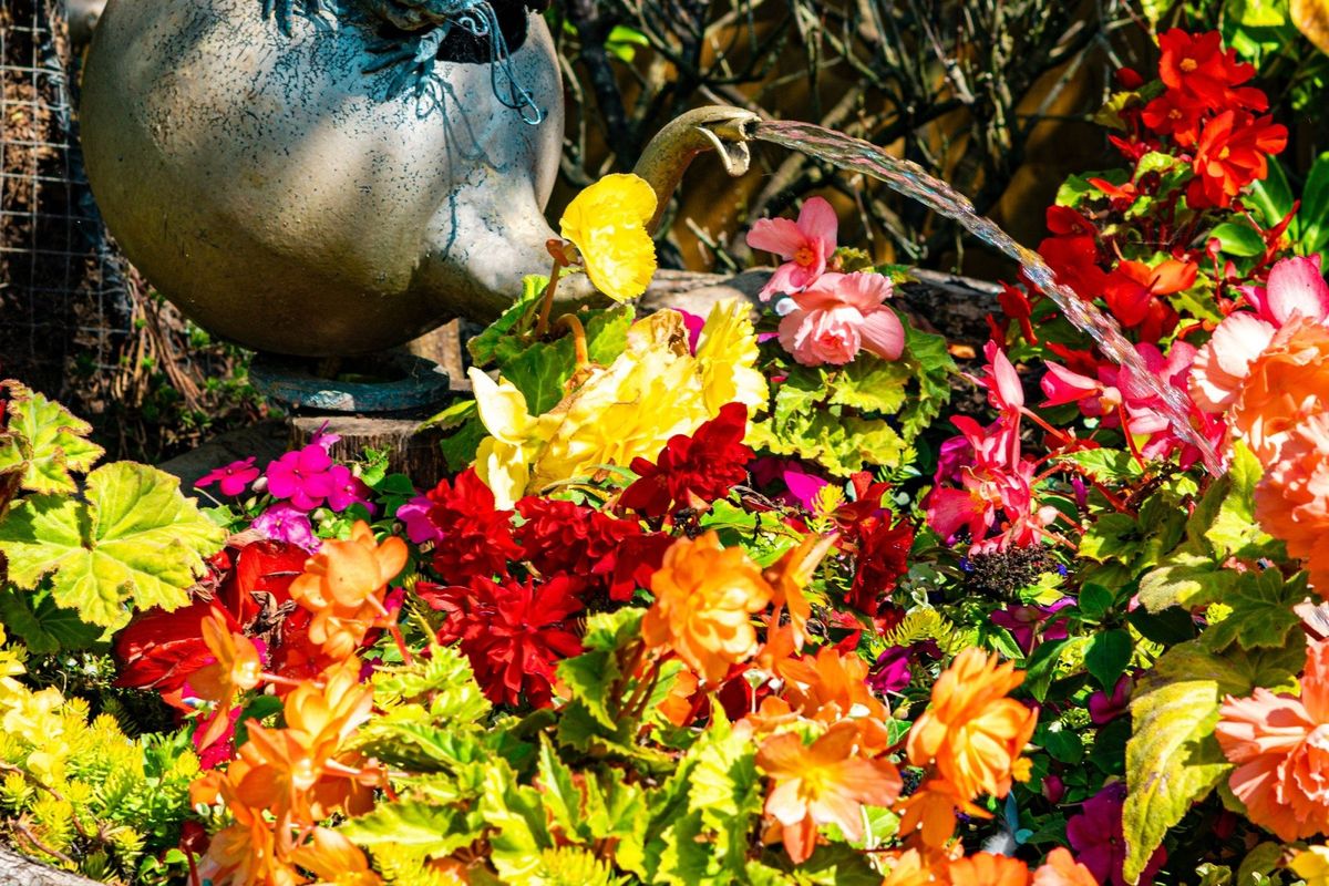National Garden Scheme Open Day