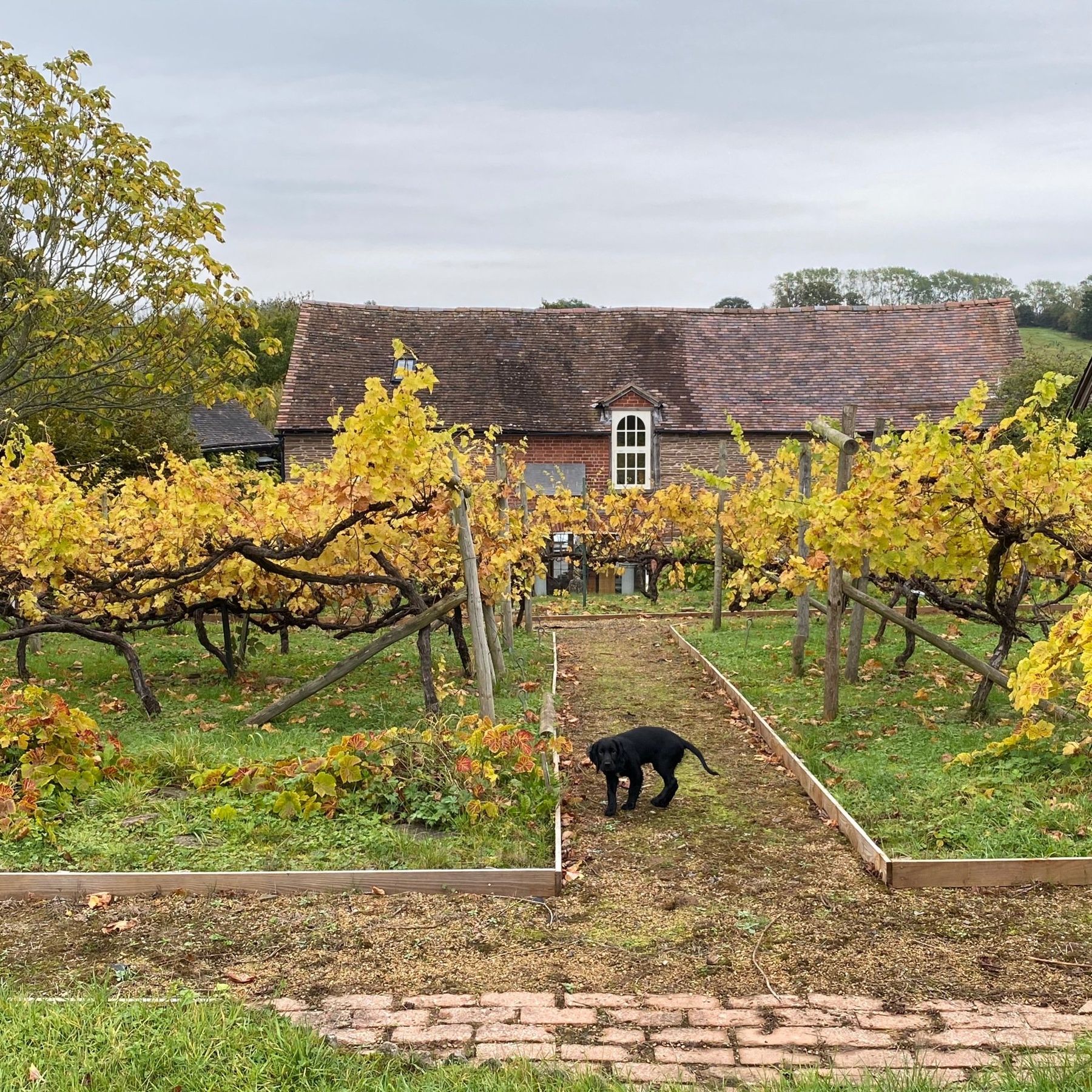 The demonstration vineyard in autumn