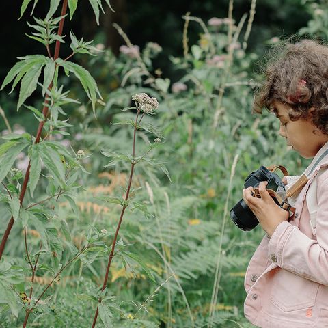 Photographing the butterflies