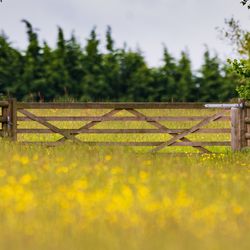 Buttercups at Birches Farm (c) Paul Lloyd