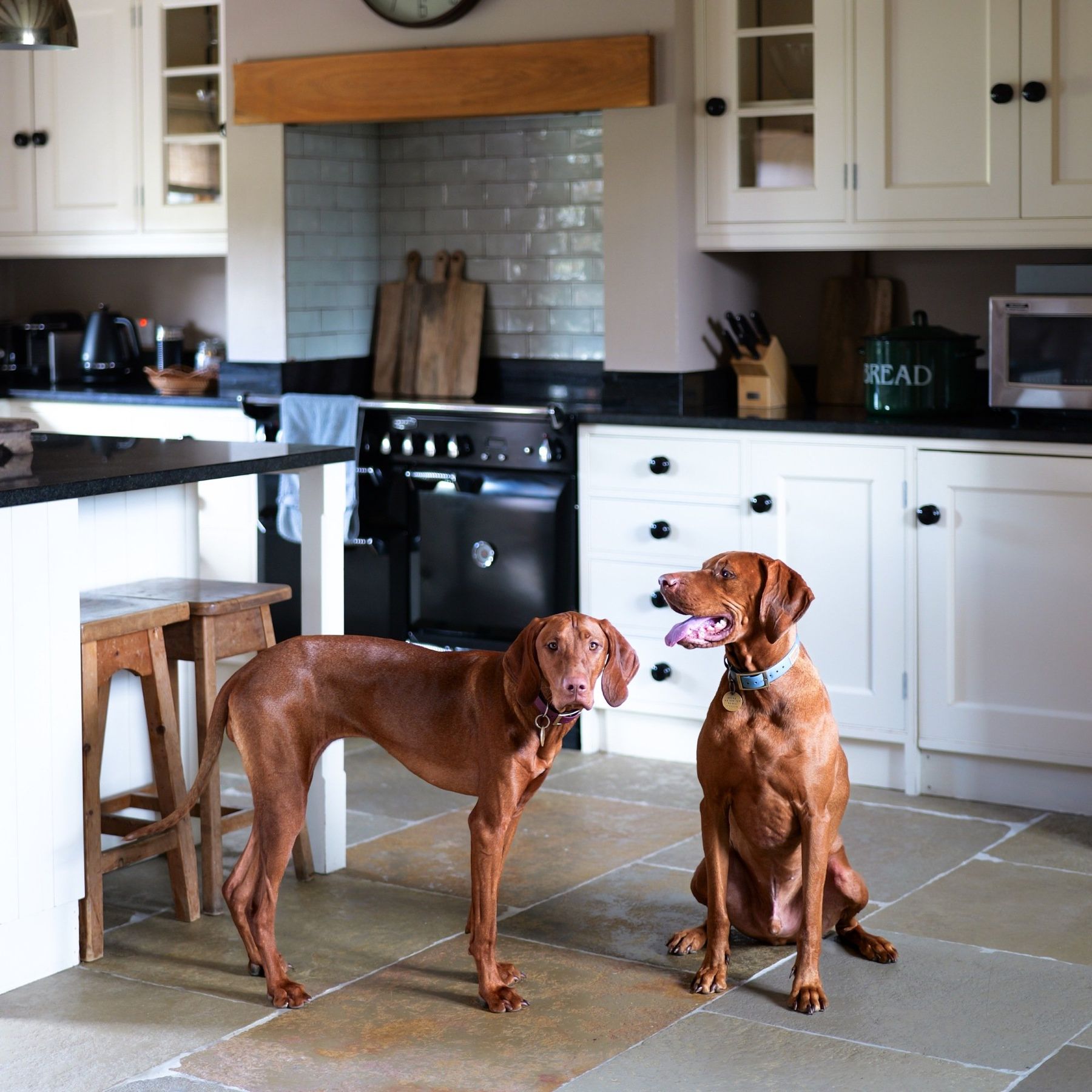 Dog friendly - picture courtesy of Vinnie the Pooch