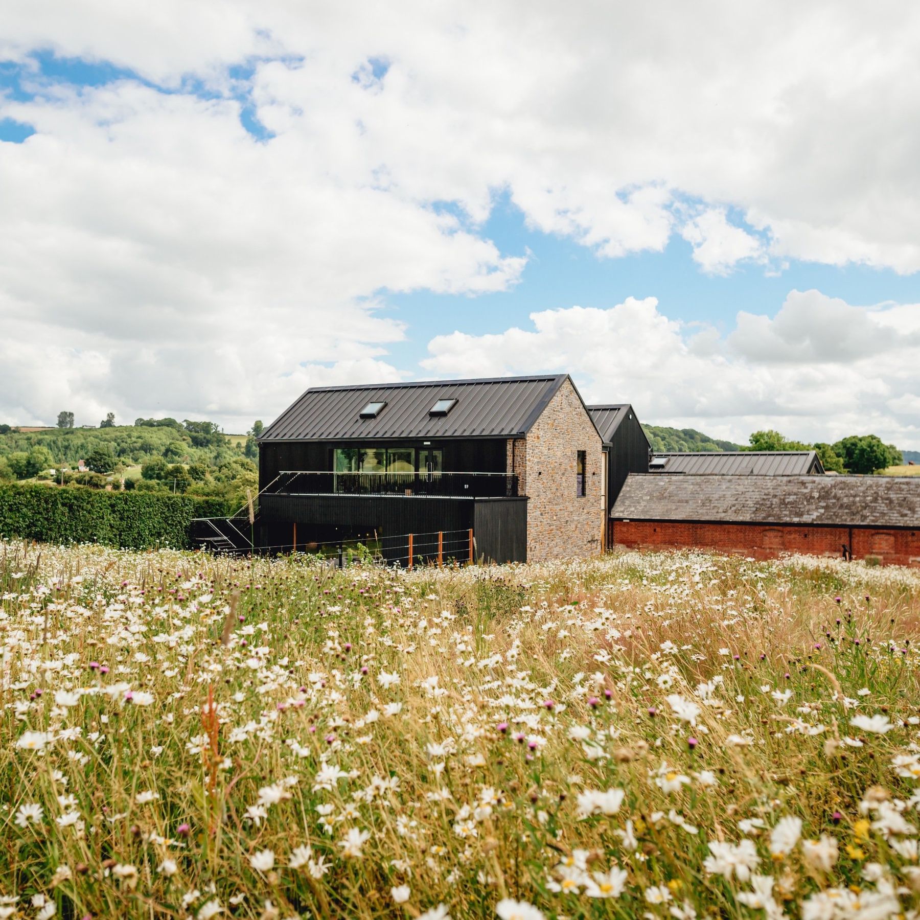 The wildflower meadow