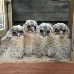 Owlets feeding time