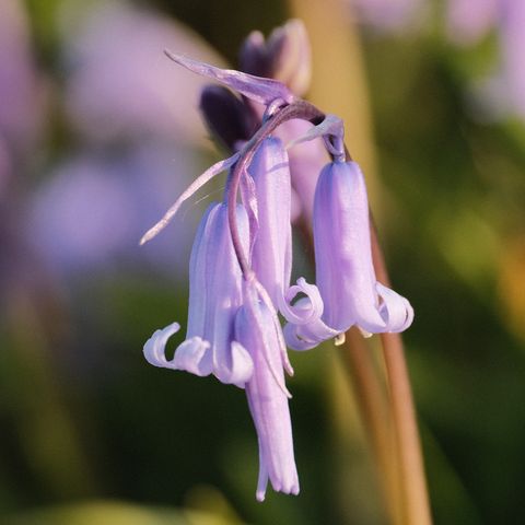 Bluebells