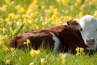 herefords