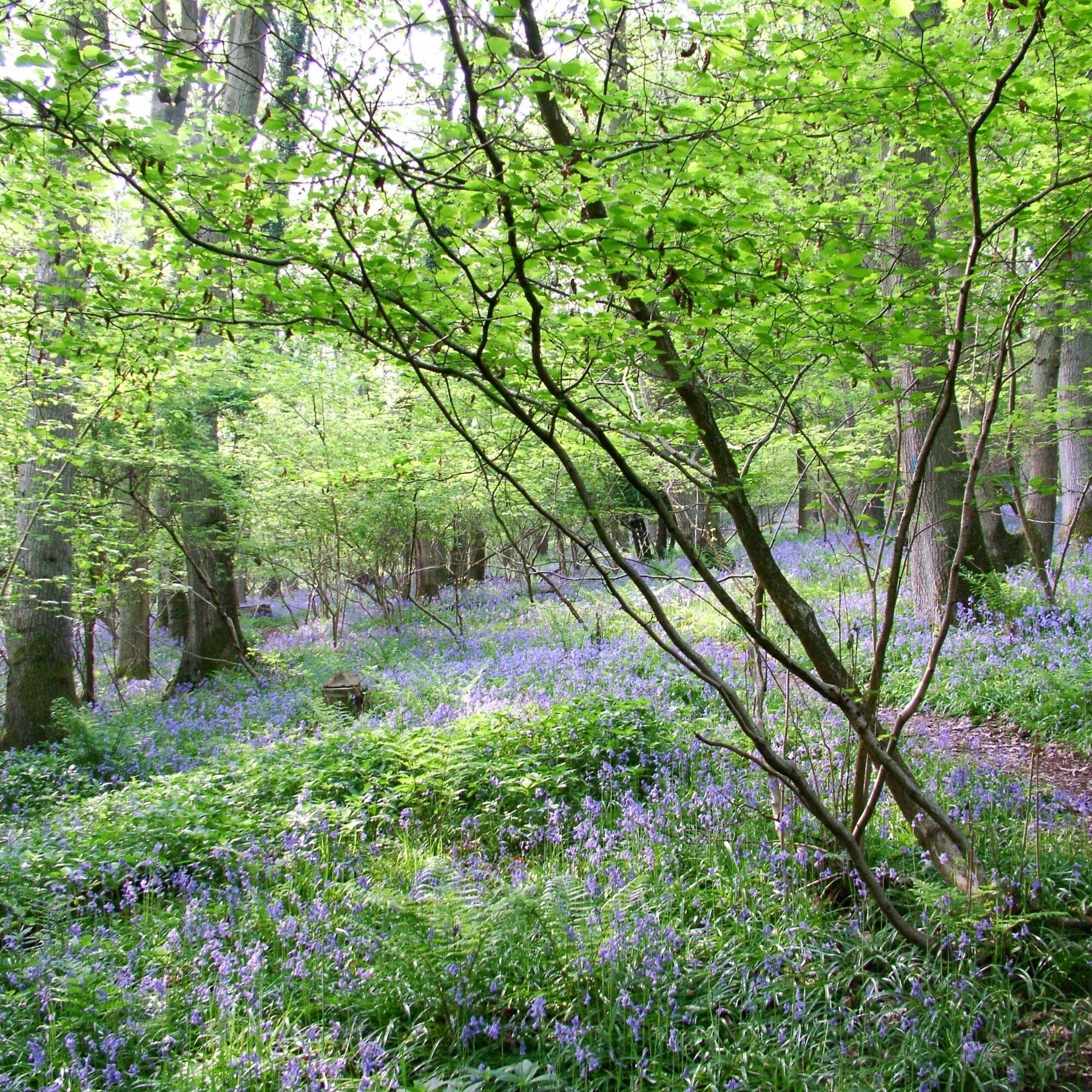 Bluebells at Lea & Paget's Wood