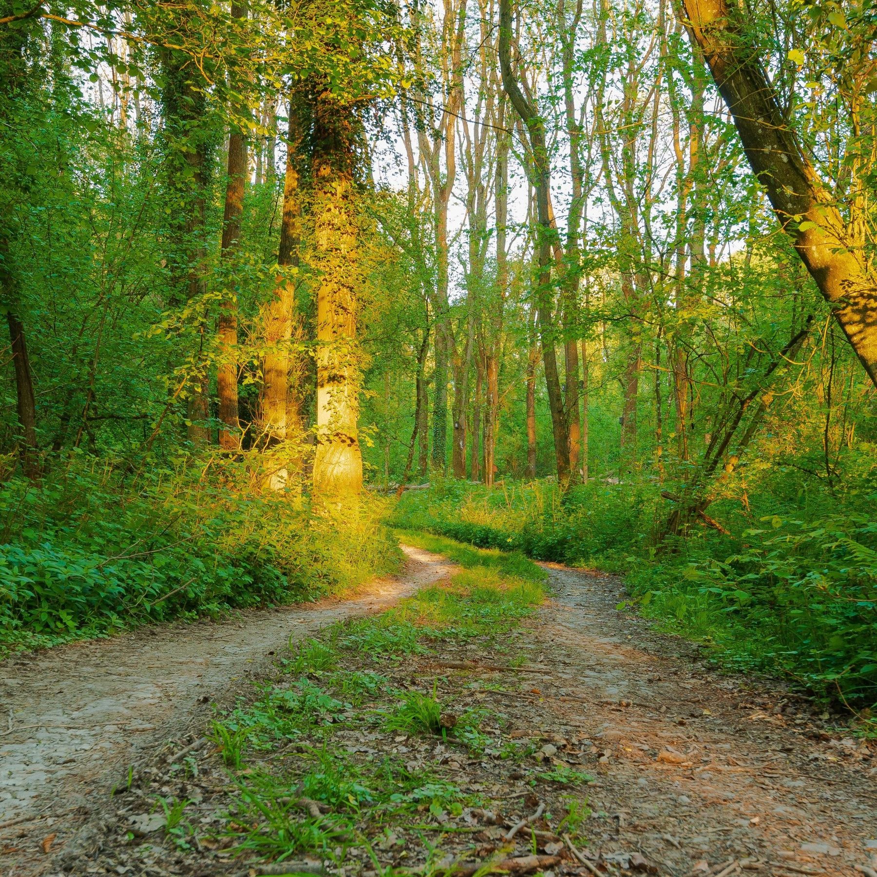 Lea & Paget's Wood in Summer (c) Paul Lloyd