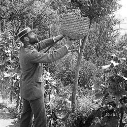 Alfred Watkins tending to some bees