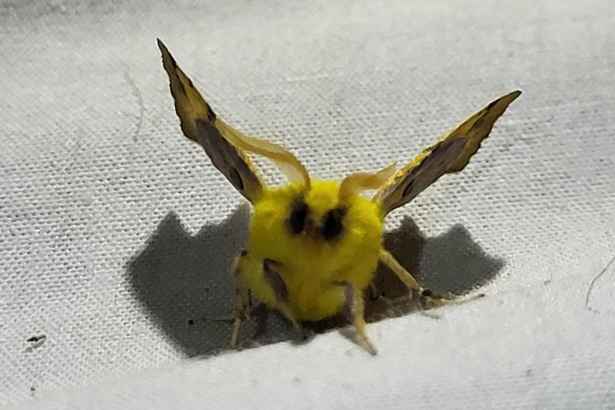 Moth spotting workshops in the orchard