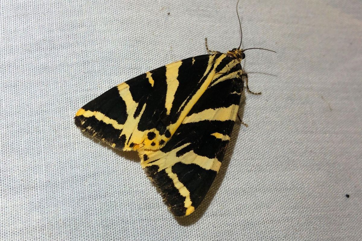 Moth spotting workshops in the orchard