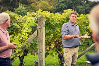 vineyard tour
