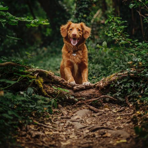 Dog in Woods