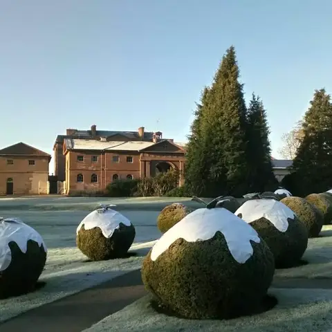 Round bushes dressed up as christmas puddings outside National Trust Berrington Hall