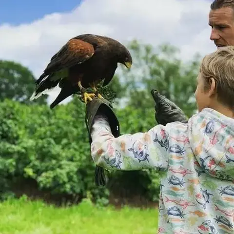 Falconry