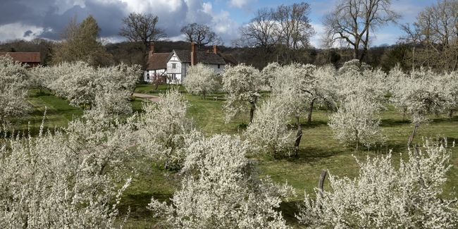 Damson trees in blossom at Brockhampton, Herefordshire. Credit National Trust & John Miller.
